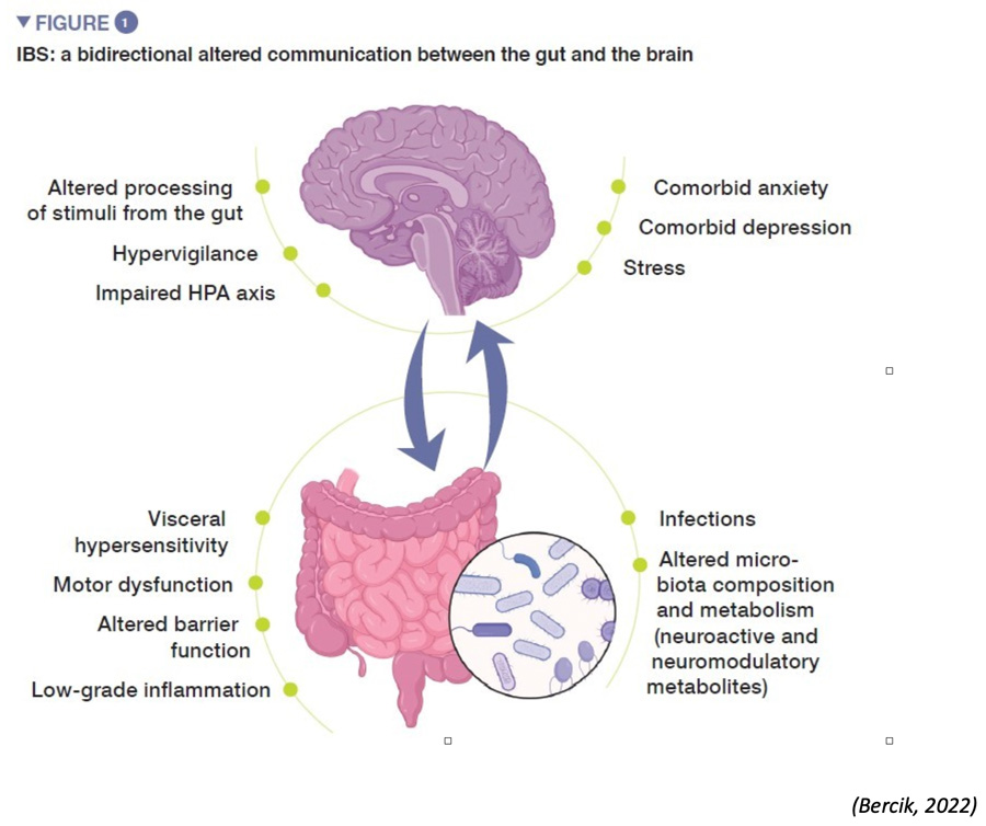 ibs brain