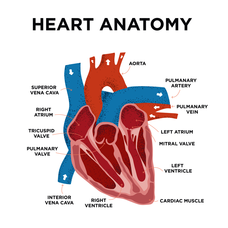 heart diagram