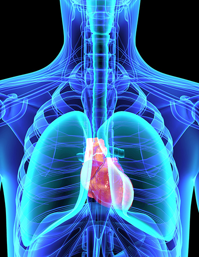 cardio vascular system image